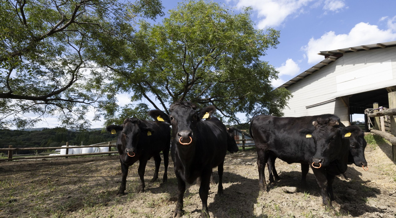 天草黒毛和牛